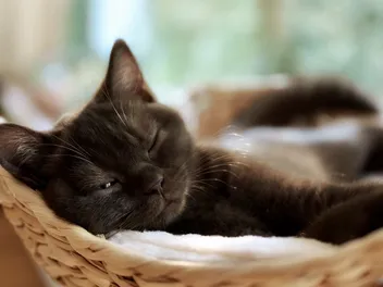 20 Cute, Unique, and Funny Cat Beds in 2026 (With Images)