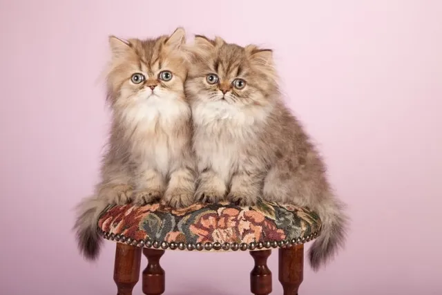 Persian Cats for Sale in North Carolina: Breeders List 2026