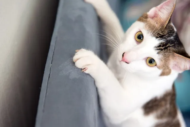 How to Stop a Cat from Scratching Furniture: 4 Vet Approved Methods