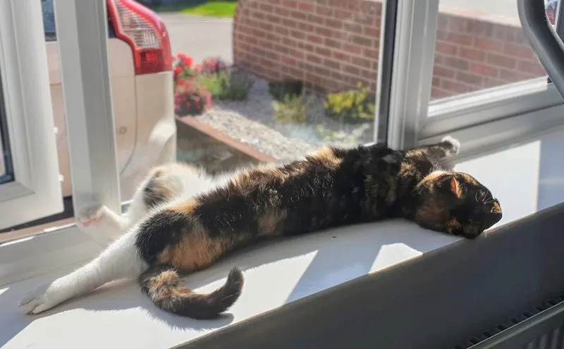 The relaxed Zazzles