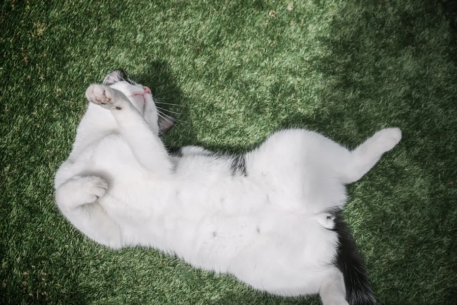 white cat rolling on its back on grass showing its nipples