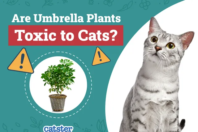 Are Umbrella Plants Toxic to Cats? Vet Approved Toxicity Explained