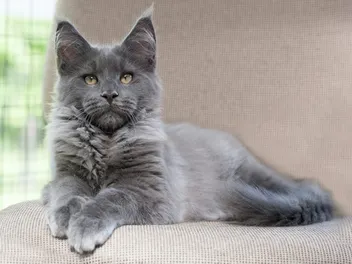 Grey Maine Coon: Does It Even Exist?