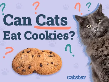 Can Cats Eat Cookies? Vet-Reviewed Facts & FAQ