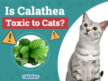 Is Calathea Toxic to Cats? Vet-Reviewed Houseplants Examined