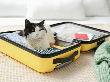 What to Pack When Traveling with Your Cat: 11 Essentials for Your List