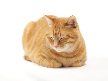 Why Do Cats Loaf? 5 Vet-Reviewed Reasons