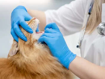 Why Does My Cat Have a Snaggle Tooth? Causes & Treatment (Vet Answer)