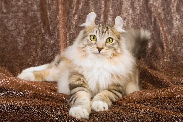 American Curl Cat Breed: Info, Pictures, Traits & More
