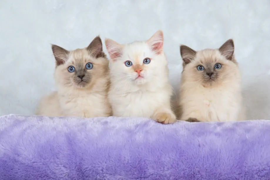 Lilac cream point Ragdoll