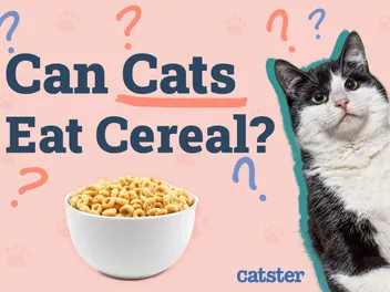 Can Cats Eat Cereal? Vet-Verified Nutrition Facts & FAQ