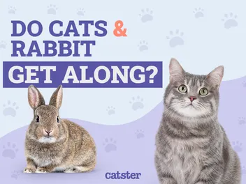 Do Cats & Rabbits Get Along? Our Vet Explains the Risks & Options