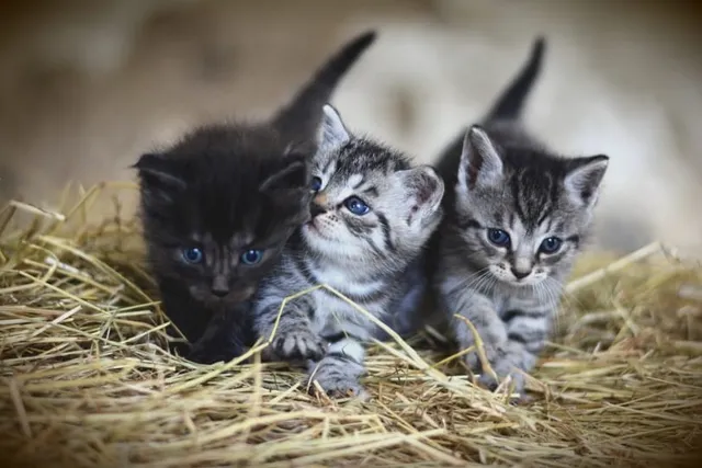Do Cats Miss Their Kittens? Feline Maternity Behavior Explained