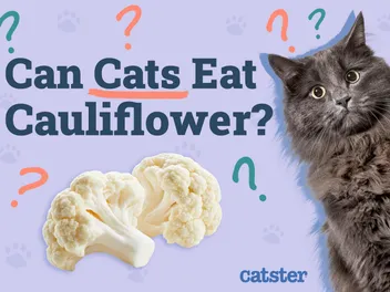 Can Cats Eat Cauliflower? Vet-Verified Nutritional Facts & FAQ