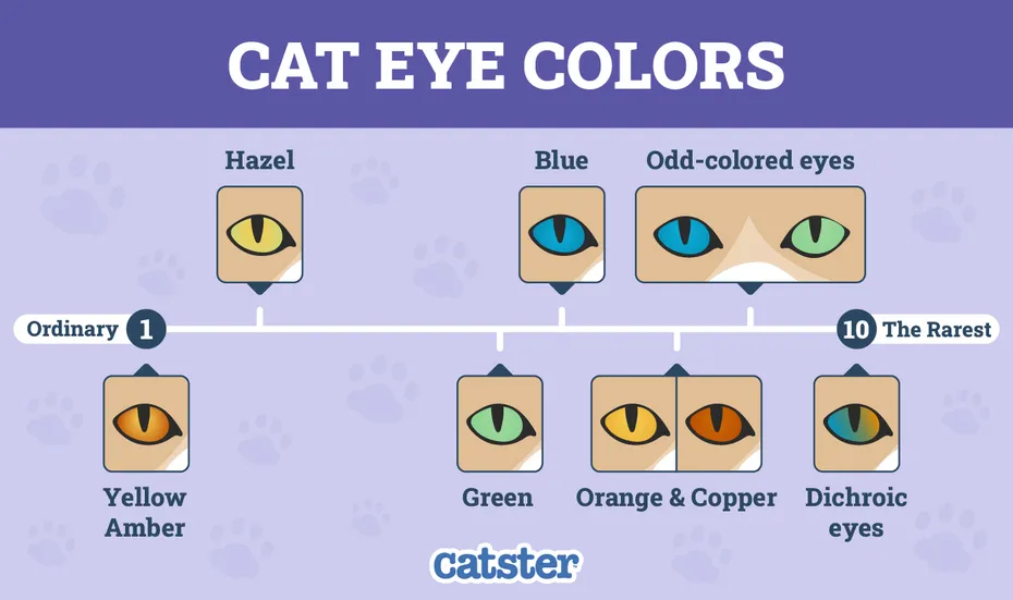 types of cat eye colors by rarity