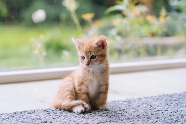 How to Kitten-Proof Your Home: Keeping Them Safe