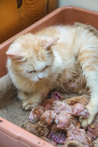 mother cat gave birth to her kittens