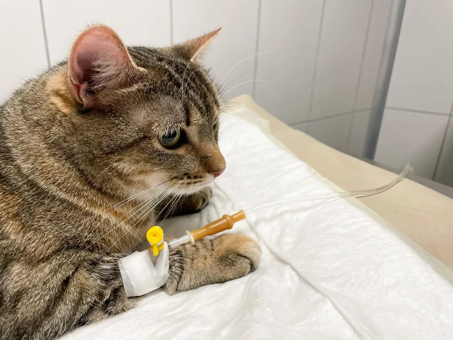 Close-up,Image,Of,A,Cat,Undergoing,Iv,Treatment,At,A