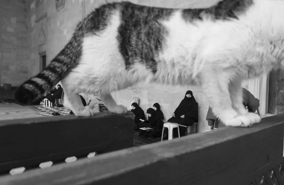 Weekly Mews - Capturing Catstanbul 16