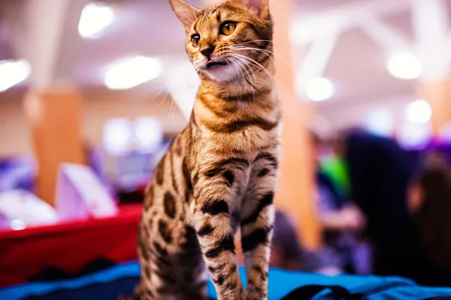 Top 10 Pet Trade Shows in North America (2026 Update)