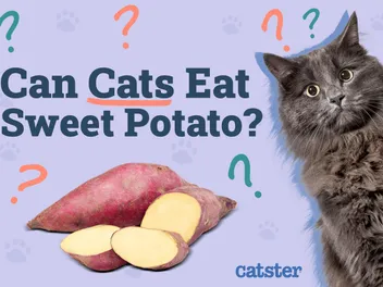 Can Cats Eat Sweet Potato? Vet-Verified Facts & Feline Nutrition Tips