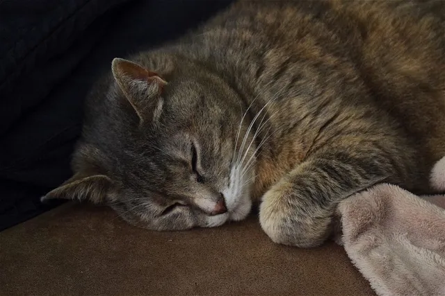 How to Train a Cat to Sleep at Night: 5 Vet-Reviewed Tips