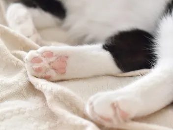 Do Cat Paw Pads Grow Back? Vet Approved Facts & FAQs