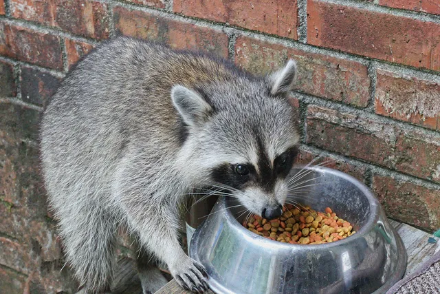 How to Keep Raccoons Out of Cat Food: 7 Vet-Verified Tips