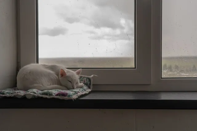 Cats and Tornadoes: 8 Vet-Reviewed Tips for Keeping Your Pet Safe