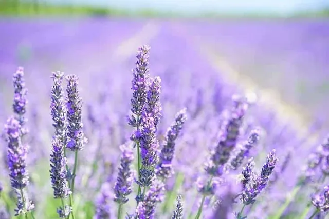 Does Lavender Calm Cats? Vet-Reviewed Facts & FAQ