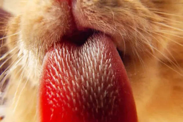 Why Are Cat Tongues Rough? 9 Vet-Approved Possible Reasons