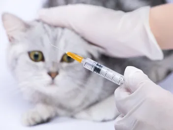How Much Is a Rabies Shot for a Cat? (2026 Vet-Reviewed Update)