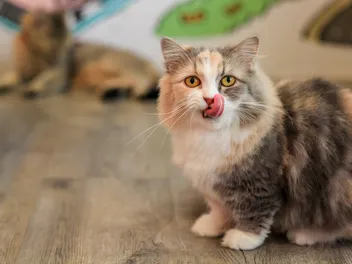 8 Common Munchkin Cat Colors (With Pictures)