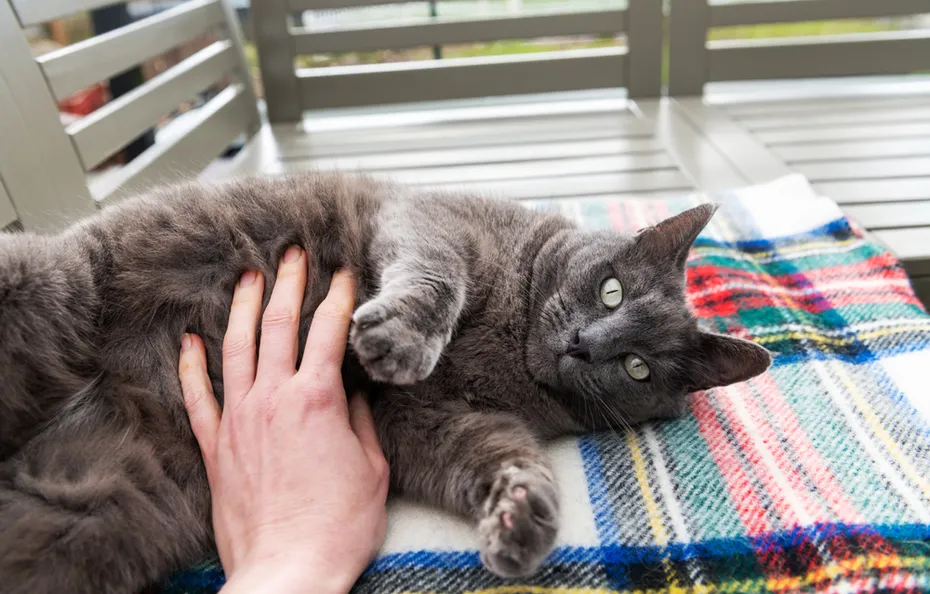 grey cat getting a belly rub