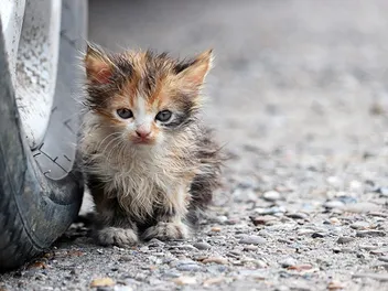 I Found a Stray Kitten, What Do I Do? Vet-Reviewed Care & Feeding Tips