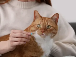 Relax: How Anti-Anxiety Meds Could Save the Lives of Blocked Cats