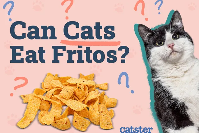 Can Cats Eat Fritos? Vet-Approved Alternatives & Risks