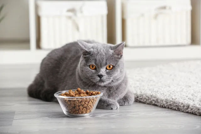 Do I Have a Finicky Cat? Is a Finicky Eater a Behavior Issue? (Vet-Reviewed)