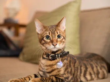 How to Stop a Cat From Scratching Your Couch: Vet-Reviewed Guide
