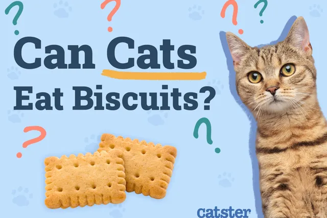 Can Cats Eat Biscuits? Nutritional Risks & Advice