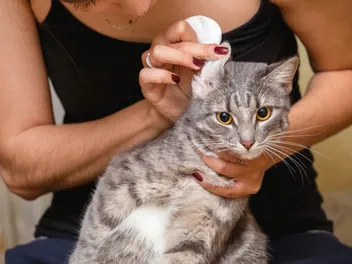 5 Natural Home Remedies For Ear Mites in Cats