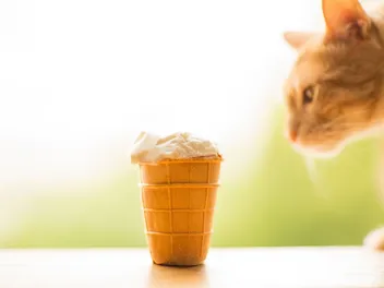 Inside the World of Cats Who Own Ice Cream Trucks