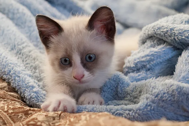 When Do Kittens' Eyes Change Color? Vet-Verified Facts & FAQ