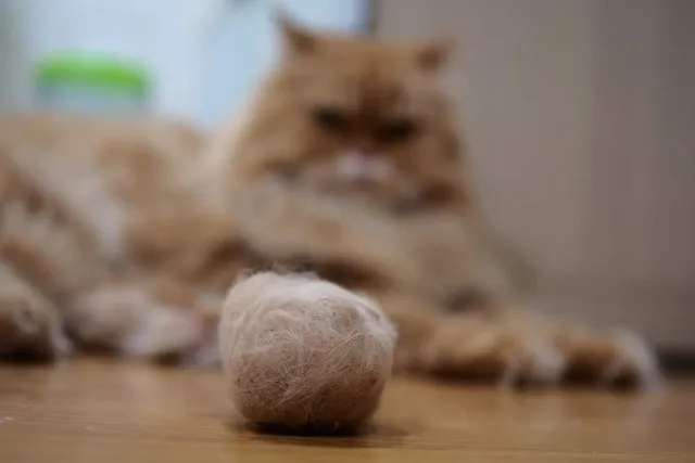 The Surprisingly Simple Ways to Help a Cat With Hairballs