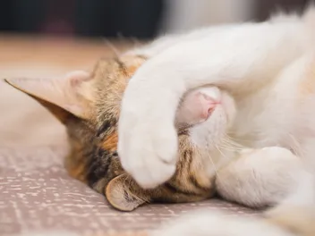 Why Do Cats Cover Their Face When They Sleep? 5 Likely Reasons (Vet-Verified)