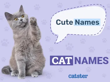 100+ Cute Cat Names: Adorable Ideas for Cats of All Kinds