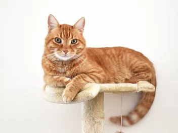 How to Make a Cat Tree More Stable: 6 Vet-Approved Tips & Tricks