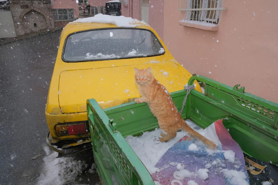 Weekly Mews - Capturing Catstanbul 16
