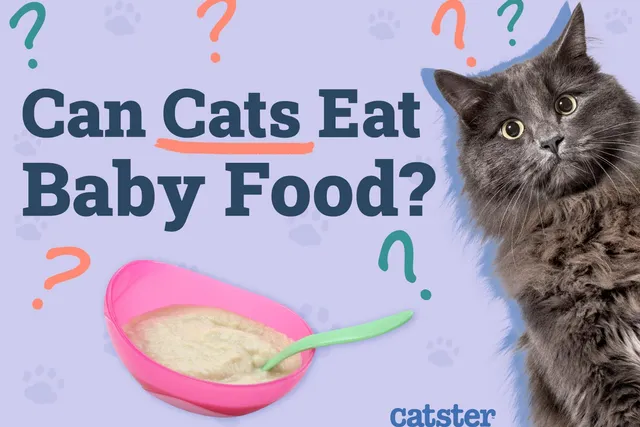 Can Cats Eat Baby Food? Vet-Reviewed Facts & FAQ