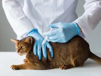 How Do Cat Microchips Work? Vet-Reviewed Facts & FAQ